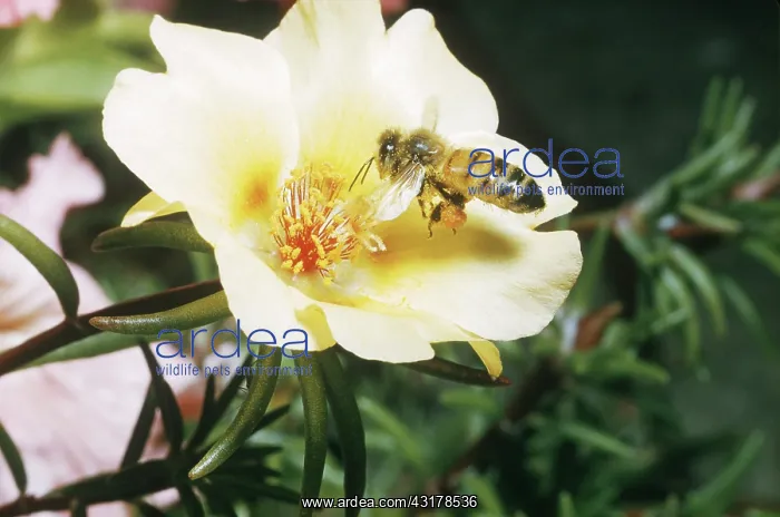 : Bee. A honey bee (Apis mellifera) gathers pollen at a portulaca flower : Bee. A honey bee (Apis mellifera) gathers pollen at a portulaca flower