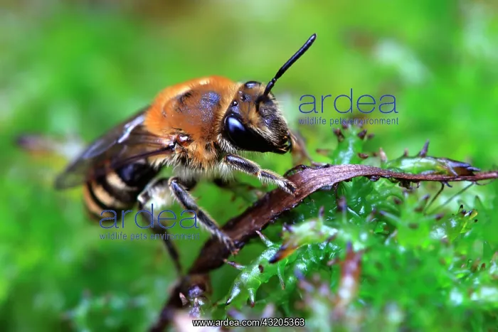 : Honey bee (Apis mellifera), Illfurth, Haut-Rhin : Honey bee (Apis mellifera), Illfurth, Haut-Rhin