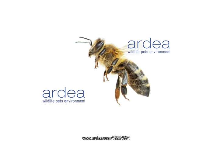 : Honey bee (Apis mellifera), insect, cropped background : Honey bee (Apis mellifera), insect, cropped background