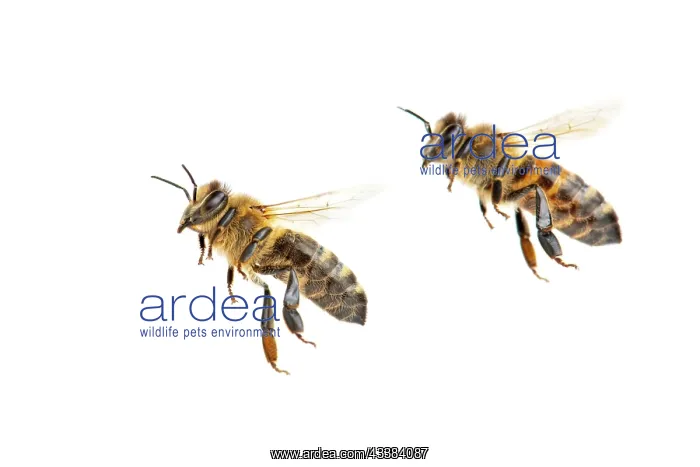 : Honey bee (Apis mellifera), insect, cropped background : Honey bee (Apis mellifera), insect, cropped background