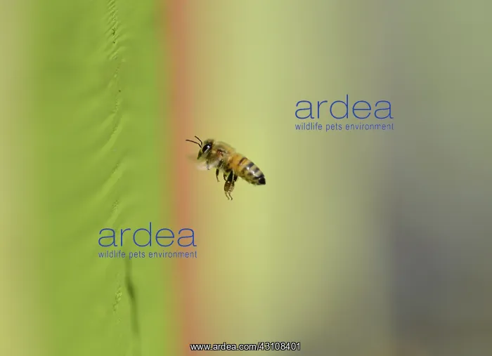 : Honey bee (Apis mellifera) learning colors, Northern : Honey bee (Apis mellifera) learning colors, Northern