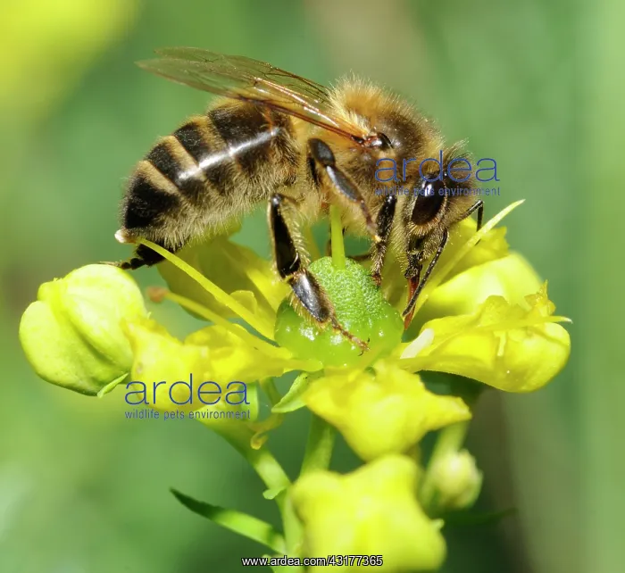 : Honey Bee (Apis mellifera) licking the nectar on : Honey Bee (Apis mellifera) licking the nectar on