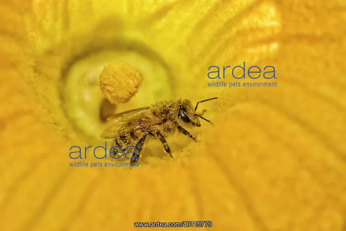 : Honey bee (Apis mellifera) in a pumpkin blossom : Honey bee (Apis mellifera) in a pumpkin blossom