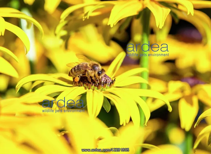 : Honey bee (Apis mellifera) sits on yellow flower : Honey bee (Apis mellifera) sits on yellow flower