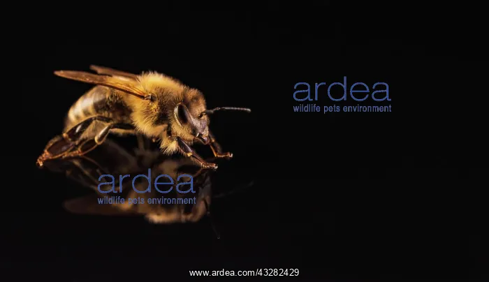  : Honey bee (Apis mellifera ), studio recording, black