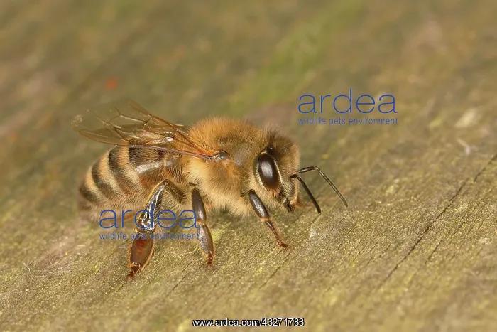 : Honey bee (Apis mellifera), Western honey bee, a : Honey bee (Apis mellifera), Western honey bee, a