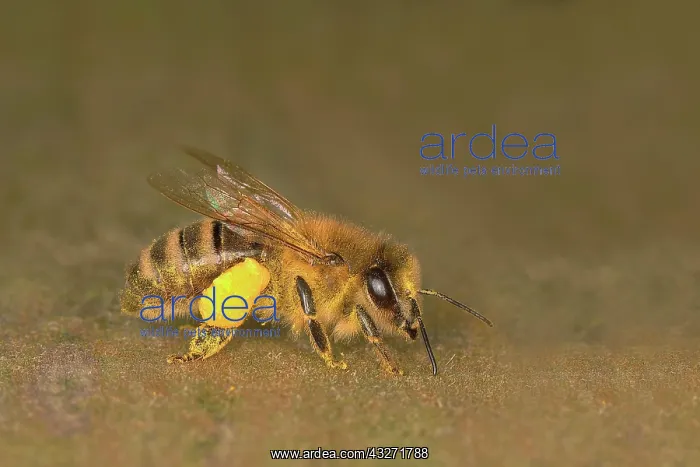 : Honey bee (Apis mellifera), Western honey bee, a : Honey bee (Apis mellifera), Western honey bee, a