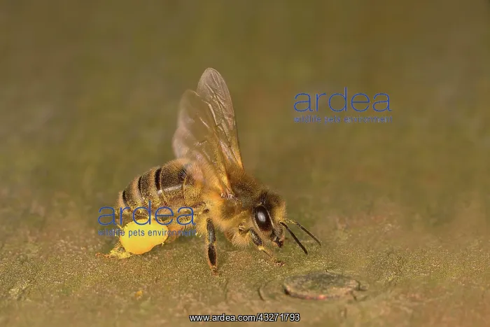 : Honey bee (Apis mellifera), Western honey bee, a : Honey bee (Apis mellifera), Western honey bee, a