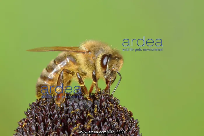 : Honey bee (Apis mellifera), worker collecting nectar : Honey bee (Apis mellifera), worker collecting nectar