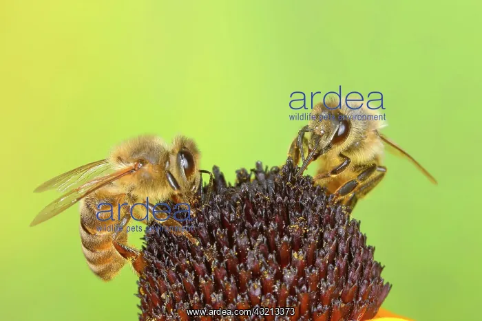 : Honey bee (Apis mellifera), worker collecting nectar : Honey bee (Apis mellifera), worker collecting nectar