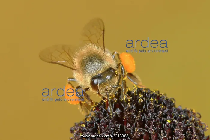  : Honey bee (Apis mellifera), worker with full pollen