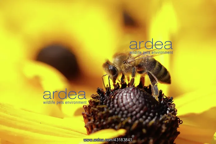 : Honey bee (Apis mellifera) on yellow coneflower : Honey bee (Apis mellifera) on yellow coneflower