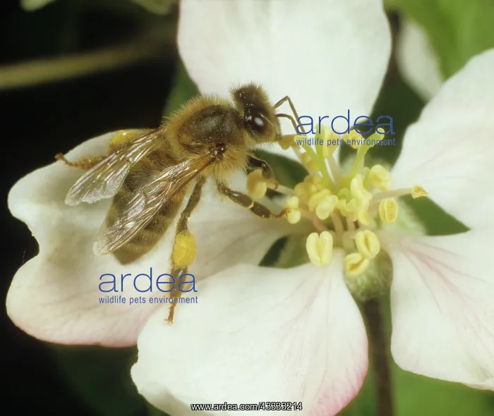 : Honey bee on an apple flower : Honey bee on an apple flower