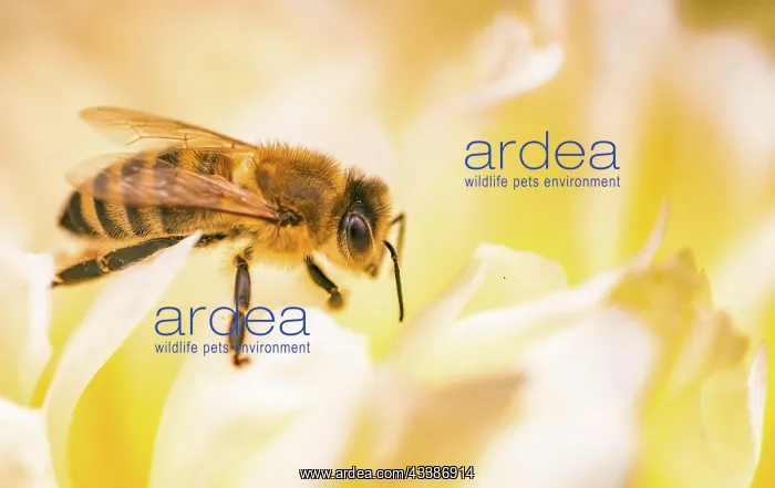 : Honey Bee on bright White Yellow Peony Flower, Close : Honey Bee on bright White Yellow Peony Flower, Close
