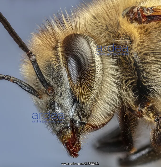 : Honey Bee Close Up, Apis Sp : Honey Bee Close Up, Apis Sp