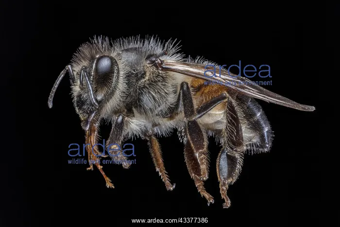 : Honey Bee Close Up, Apis Sp. (. 5 long) : Honey Bee Close Up, Apis Sp. (. 5 long)