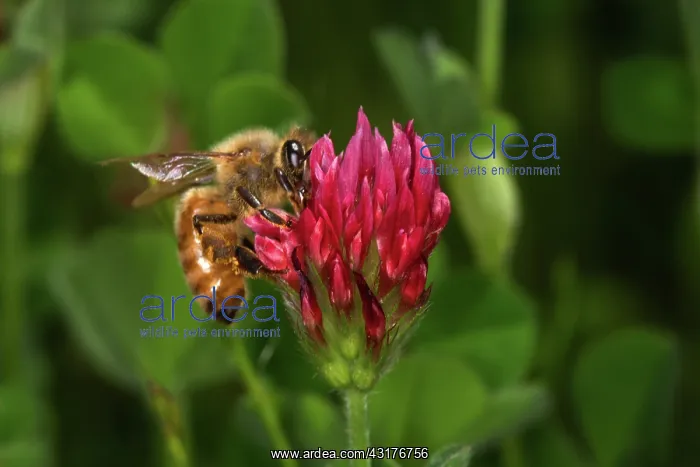: Honey Bee on Clover : Honey Bee on Clover