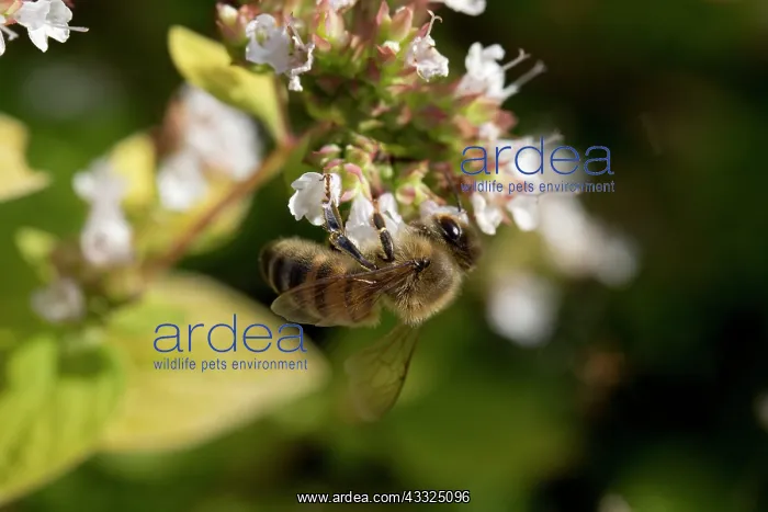 : Honey Bee - collecting nectar from Majoram flowers : Honey Bee - collecting nectar from Majoram flowers