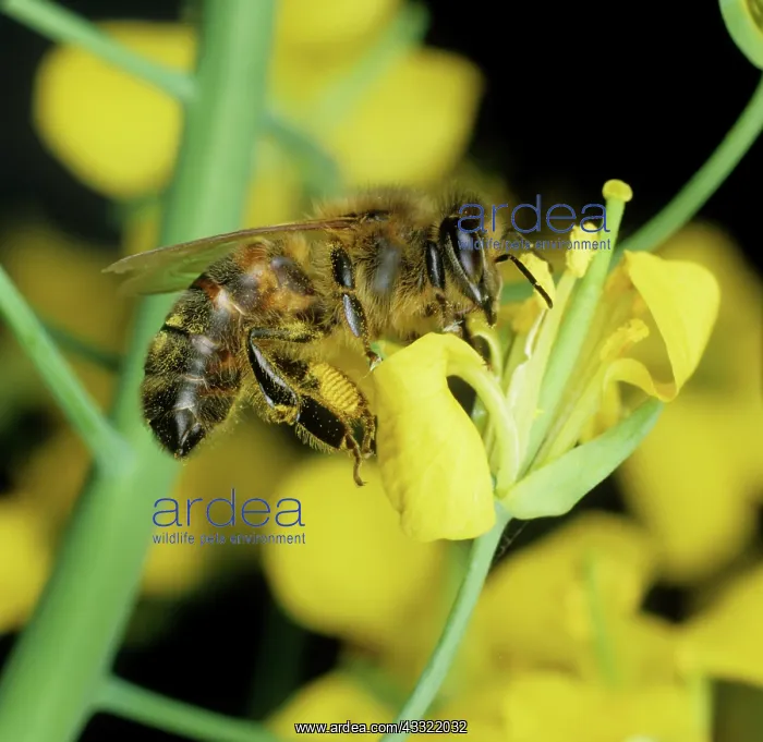 : Honey bee collecting pollen : Honey bee collecting pollen