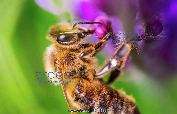  : Honey bee collecting pollen at violet flower. Bee