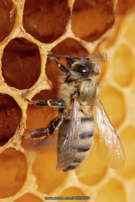 : Honey bee drone sitting at honeycomb left looking up : Honey bee drone sitting at honeycomb left looking up