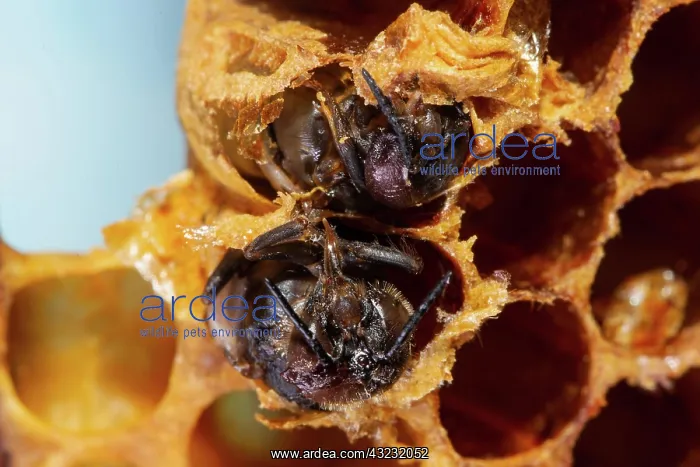 : Honey bee two drones hatching side by side in honeycomb : Honey bee two drones hatching side by side in honeycomb