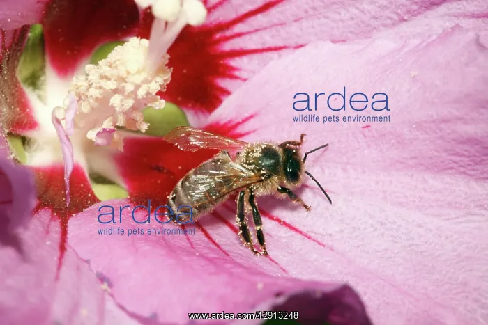 : Honey Bee - feeding on nectar of Hibiscus flower : Honey Bee - feeding on nectar of Hibiscus flower