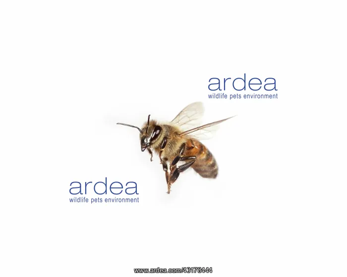 : Honey Bee in Flight : Honey Bee in Flight