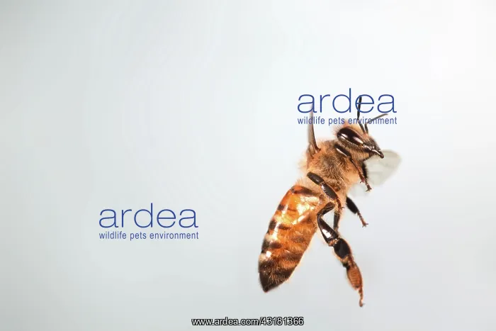 : Honey Bee in Flight : Honey Bee in Flight