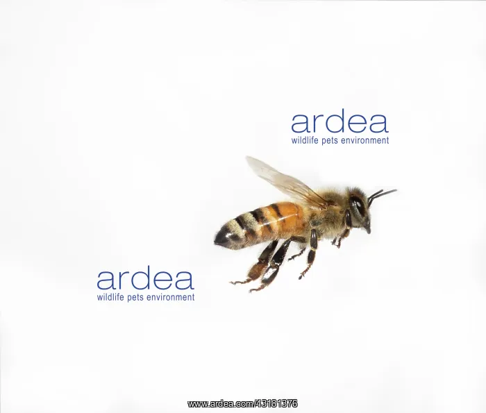 : Honey Bee in Flight : Honey Bee in Flight