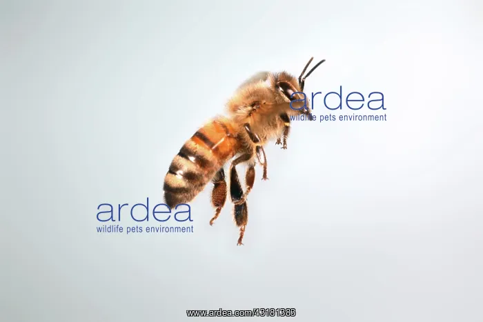 : Honey Bee in Flight : Honey Bee in Flight