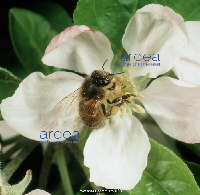: Honey Bee in Flower : Honey Bee in Flower