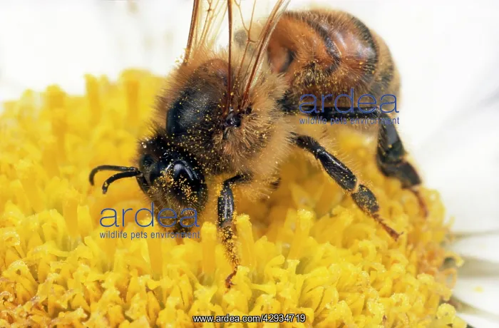 : Honey Bee - on flower gathering pollen : Honey Bee - on flower gathering pollen