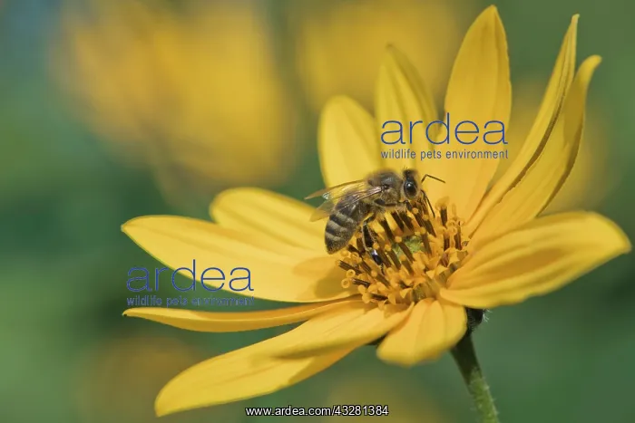 : Honey bee () on (Helianthus tuberosus), Emsland : Honey bee () on (Helianthus tuberosus), Emsland