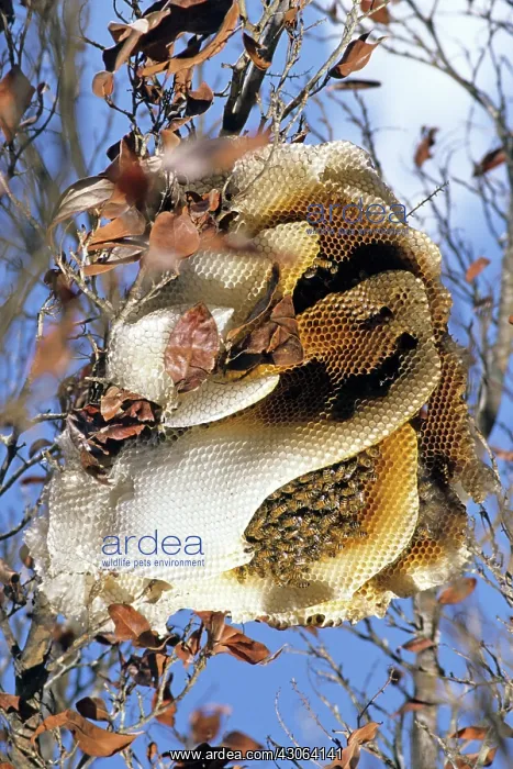 : Honey Bee Hive : Honey Bee Hive