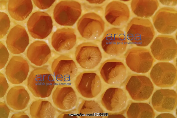 : Honey bee Honeycomb with several eggs : Honey bee Honeycomb with several eggs