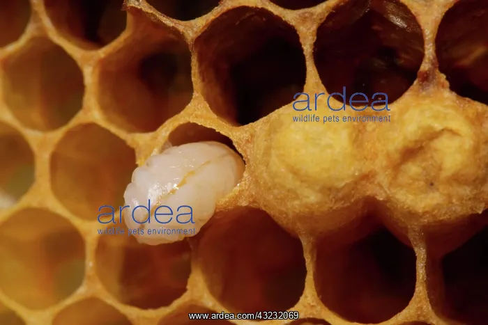 : Honey bee Honeycomb with pen-shaped egg : Honey bee Honeycomb with pen-shaped egg
