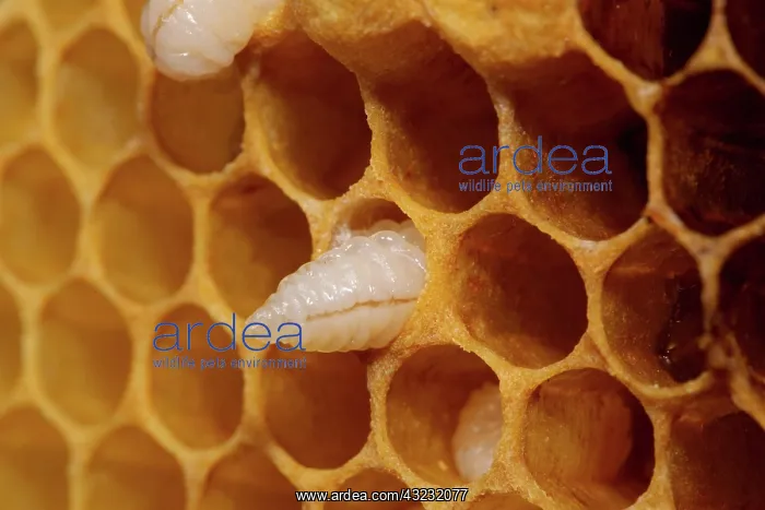 : Honey bee Honeycomb with pen-shaped egg : Honey bee Honeycomb with pen-shaped egg