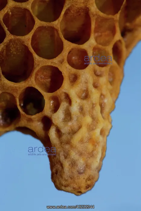 : Honey bee Honeycomb with queen cell : Honey bee Honeycomb with queen cell