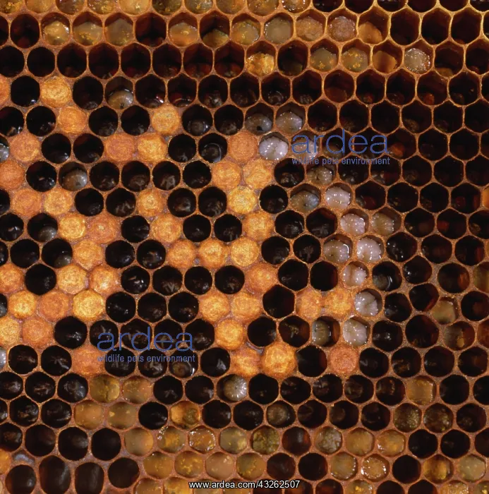  : Honey bee larvae in brood comb