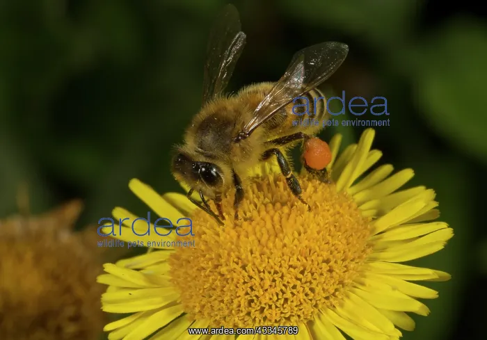 : Honey bee - Pollen-laden - feeding on Fleabane flower : Honey bee - Pollen-laden - feeding on Fleabane flower