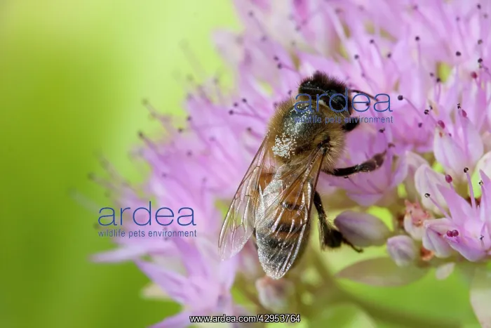 : Honey Bee - Single bee feeding on nectar of Sedum spectabile : Honey Bee - Single bee feeding on nectar of Sedum spectabile