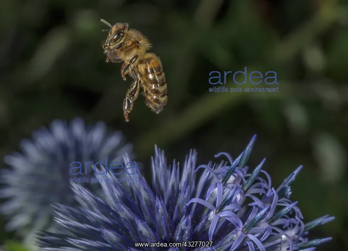 : Honey Bee taking off from globe thistle, Echinops : Honey Bee taking off from globe thistle, Echinops