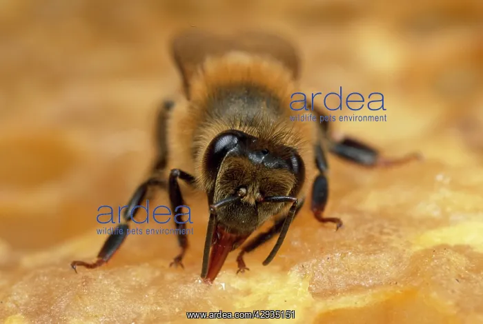: Honey Bee - tending honeycomb : Honey Bee - tending honeycomb