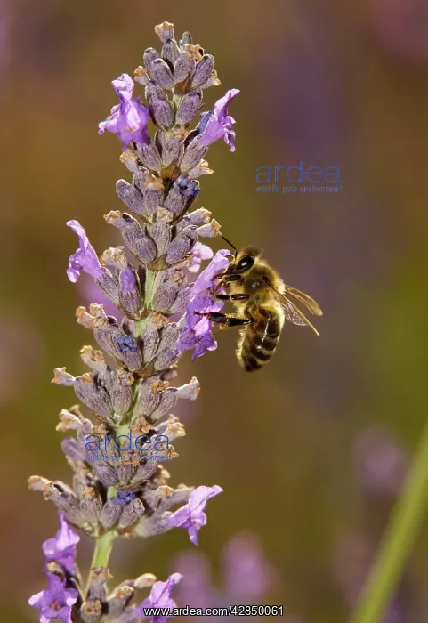 : Honey bee - visiting lavender flowers, in lavender field : Honey bee - visiting lavender flowers, in lavender field
