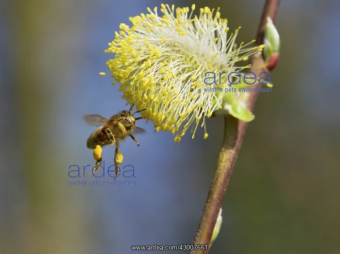 : Honey Bee worker gathering pollen from Pussy Willow : Honey Bee worker gathering pollen from Pussy Willow