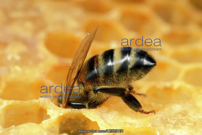 : Honey Bee - worker with head in honeycomb : Honey Bee - worker with head in honeycomb