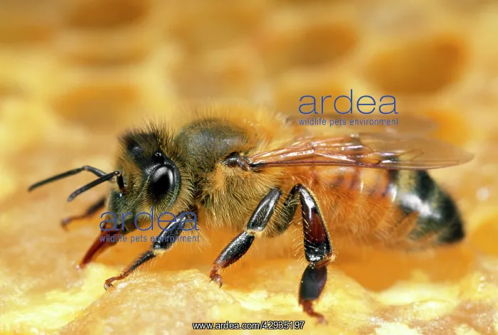 : Honey Bee - worker tending to honeycomb : Honey Bee - worker tending to honeycomb