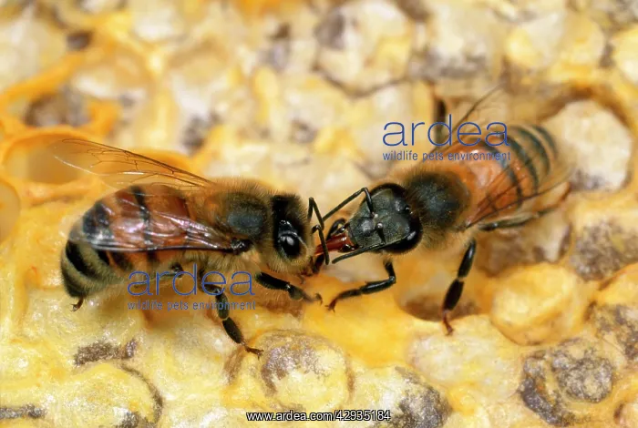 : Honey Bee - workers licking each other : Honey Bee - workers licking each other