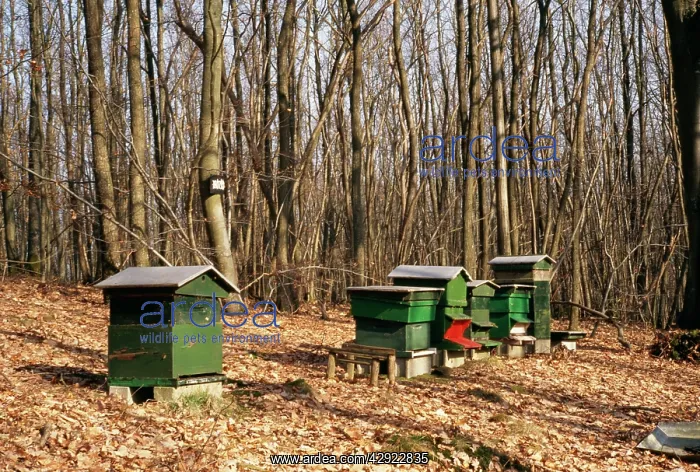 : Honey Beehives : Honey Beehives